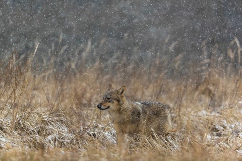 One young male eurasian gray wolf (Canis lupus lupus) running over a snow covered meadow during