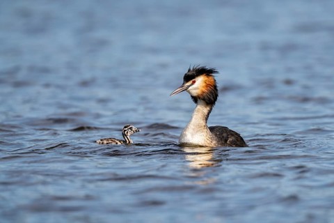 Great Crested Grebe (Podiceps Scalloped ribbonfish), with chicks, Vulkaneifel,