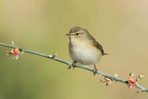 Common Chiffchaff (Phylloscopus collybita), Eilat, Israel