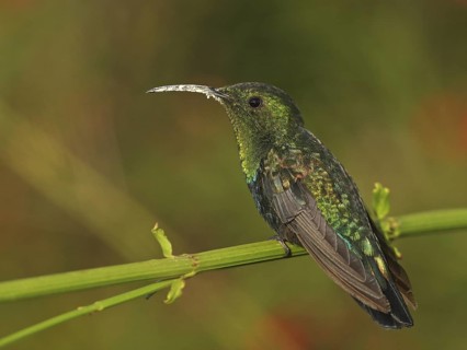 Green-throated Carib (Eulampis holosericeus), Antigua