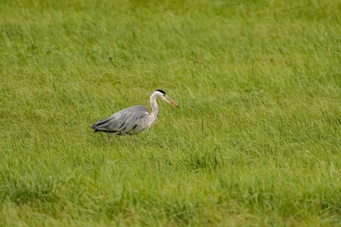 Grey heron (Ardea cinerea), Vulkaneifel, Rhineland-Palatinate, Germany