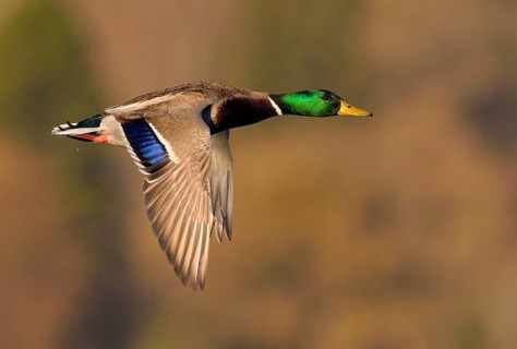 Mallard (Anas platyrhynchos) male flying, British Columbia, Canada