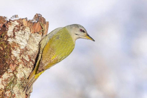 Grey-headed woodpecker (Picus canus), or lesser spotted woodpecker, female on a birch tree,