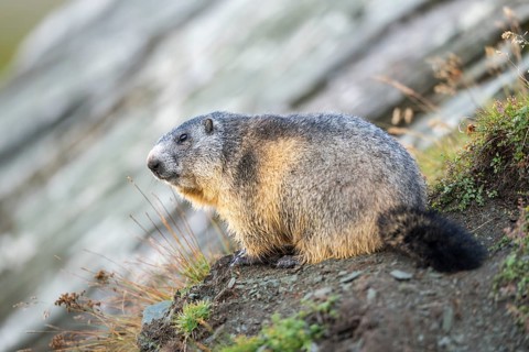 Alpine marmot (Marmota marmota) in autumn, Grossglockner, High Tauern National Park, Austria