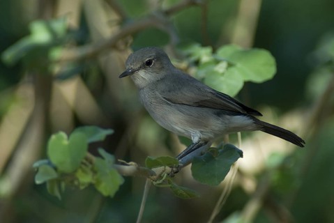 Blackstart (Oenanthe melanura), Oman
