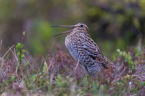 Doppelschnepfe (Gallinago media) Great snipe, male
