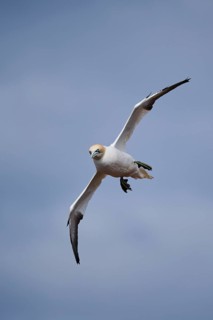 Northern gannet (Morus bassanus) flying over the sea, wildlife, Helgoland, Germany
