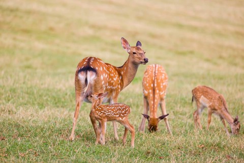A Dybowski calf (Cervus nippon hortulorum) stands close to its mother in a green meadow and