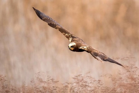 Western Marsh Harrier (Circus aeruginosus) female flying, Castile-La Mancha, Spain