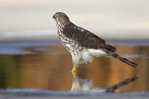 Cooper's Hawk (Accipiter cooperii), Florida, USA