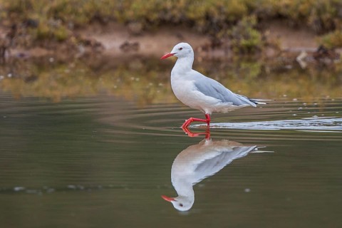 Slender-billed Gull (Chroicocephalus genei), Sardinia, Italy