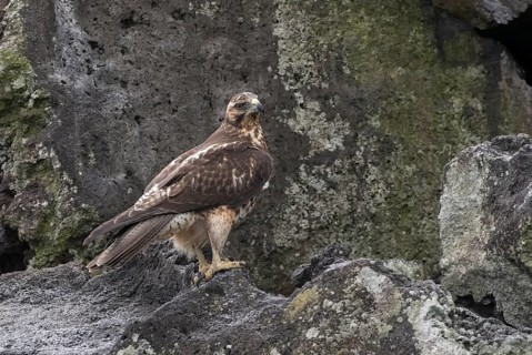 Galapagos Hawk (Buteo galapagoensis) juvenile perched on a rock, Galapagos, Ecuador