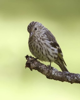 Pine Siskin (Spinus pinus), Saskatchewan, Canada