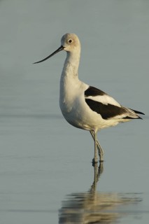 American Avocet (Recurvirostra americana), California, USA