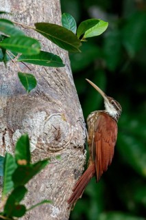 Long-billed Woodcreeper (Nasica longirostris) perched on a branch in the Amazon of Brazil