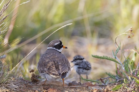 Common Ringed Plover (Charadrius hiaticula) with chick, Iceland