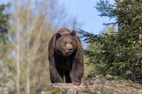One adult male eurasian brown bear (Ursus arctos arctos) appearing behind mossy rocks in bright