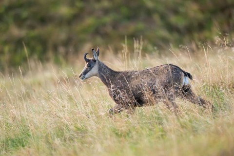 Chamois (Rupicapra rupicapra) on a meadow in the Vosges Mountains, wildlife, France