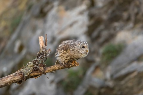 One tawny owl or brown owl (Strix aluco) sitting on a dead tree