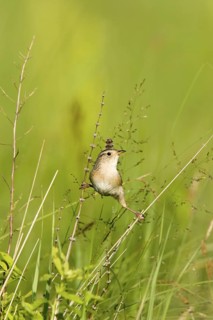 Sedge Wren Cistothorus platensis Appleton, Chippewa County, Minnesota, United States 29 May Adult