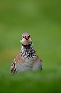 Red legged or French partridge (Alectoris rufa) adult bird on an urban garden grass lawn, England,