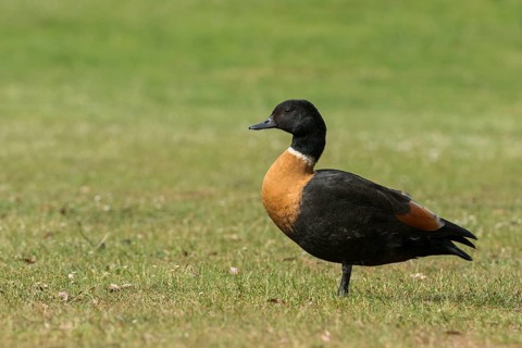 Australian Shelduck (Tadorna tadornoides) male, Tasmania, Australia