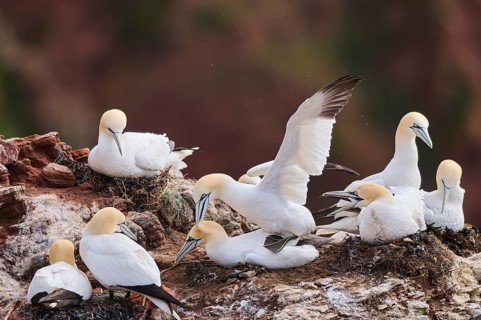 Northern gannet (Morus bassanus) couple having a love game in the colony on the cliffs, wildlife,