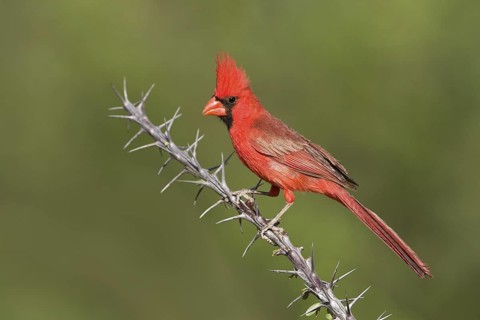 Northern Cardinal (Cardinalis cardinalis), Arizona, USA
