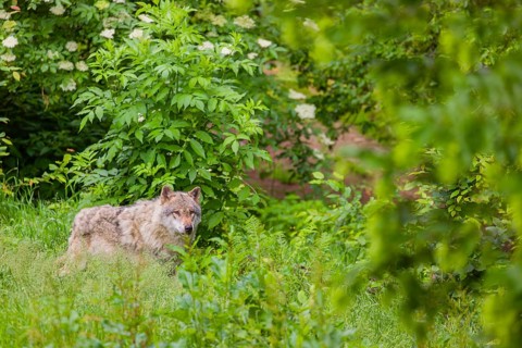An adult male gray wolf (Canis lupus lupus) runs across a green meadow in hilly terrain