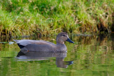 Gadwall (Mareca strepera) male, Netherlands
