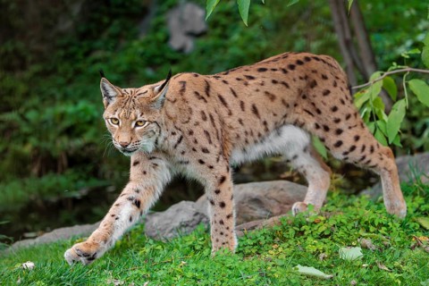 A Eurasian lynx (Lynx lynx) leaves the undergrowth, stalking something