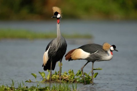 Grey Crowned Crane (Balearica regulorum), Uganda