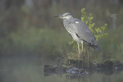 Grey Heron (Ardea cinerea), Saxony, Germany