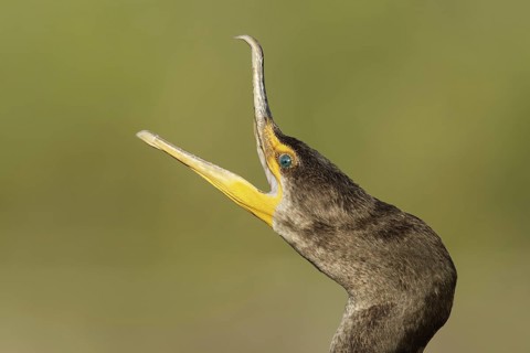 Double-crested Cormorant (Phalacrocorax auritus), Florida, USA
