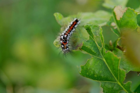 Swan (Sphrageidus similis), caterpillar, butterfly, hairy, leaf, colourful