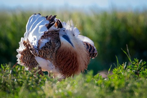 Great Bustard (Otis tarda) male, Extremadura, Spain