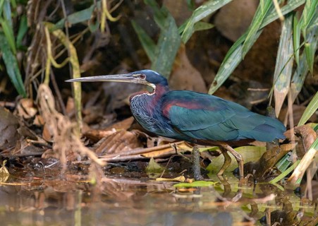 Agami Heron (Agamia agami) - Laguna Lagarto Lodge near Boca Tapada, Costa Rica