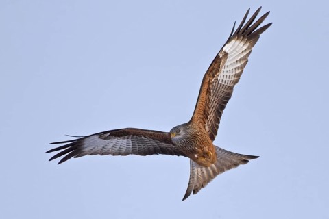 Red Kite (Milvus milvus) flying, Hesse, Germany