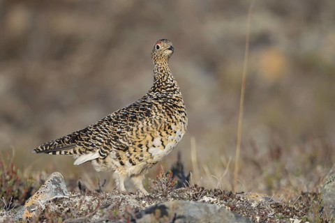Rock Ptarmigan (Lagopus muta) female, Alaska, USA