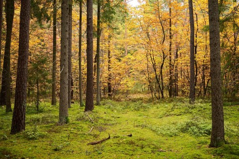 Colored trees in a European spruce (Picea abies) and Scots pine (Pinus sylvestris) forest in
