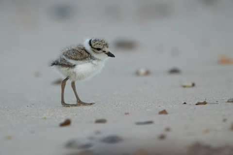 Ringed plover (Charadrius hiaticula) juvenile baby chick wading bird on a beach in summer, England,