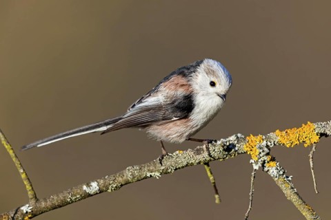 Long-tailed Tit, (Aegithalos caudatus), songbird, animals, birds, family of tits, Nahe valley,