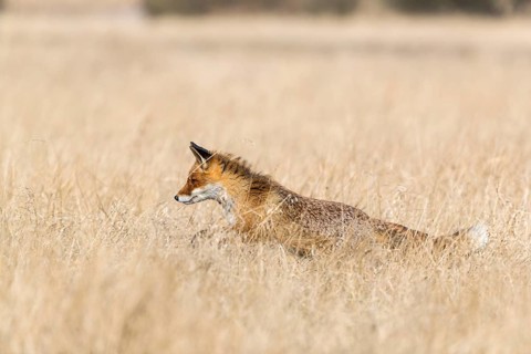One red fox, Vulpes vulpes, running over a meadow with tall dry grass on a sunny day