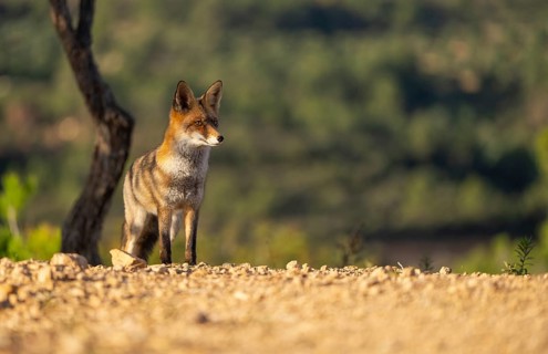 A solitary red fox stands alert in a serene forest setting, bathed in the warm glow of golden hour