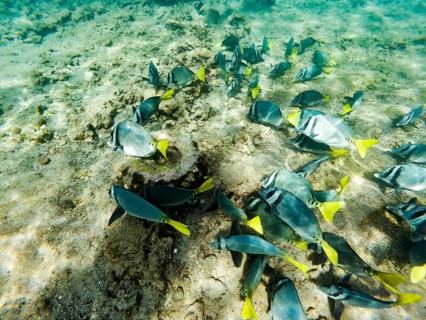Razor surgeonfish (Prionurus laticlavius), underwater, Galapagos, Ecuador
