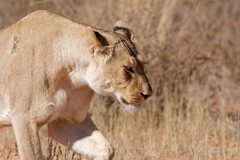 African lion (Panthera leo), lioness, adult female walking, head close-up, profile view, Kgalagadi