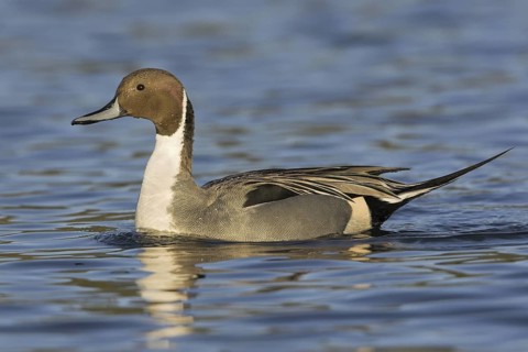 Northern Pintail (Anas acuta) male, British Columbia, Canada