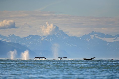 Humpback whales (Megaptera novaeangliae), tail fin, diving in the sea off mountains, midday light,