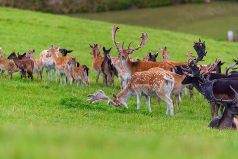 A herd of fallow deer (Dama dama) stands on a green meadow on hilly ground. A freshwater pond is in