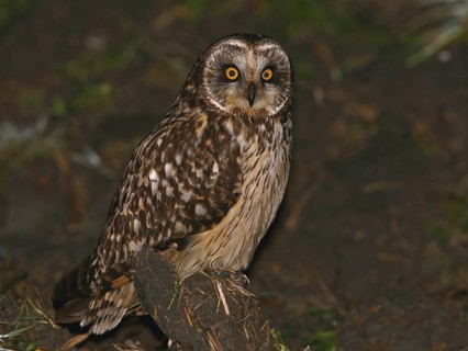 Short-eared Owl (Asio flammeus), Lisbon, Portugal